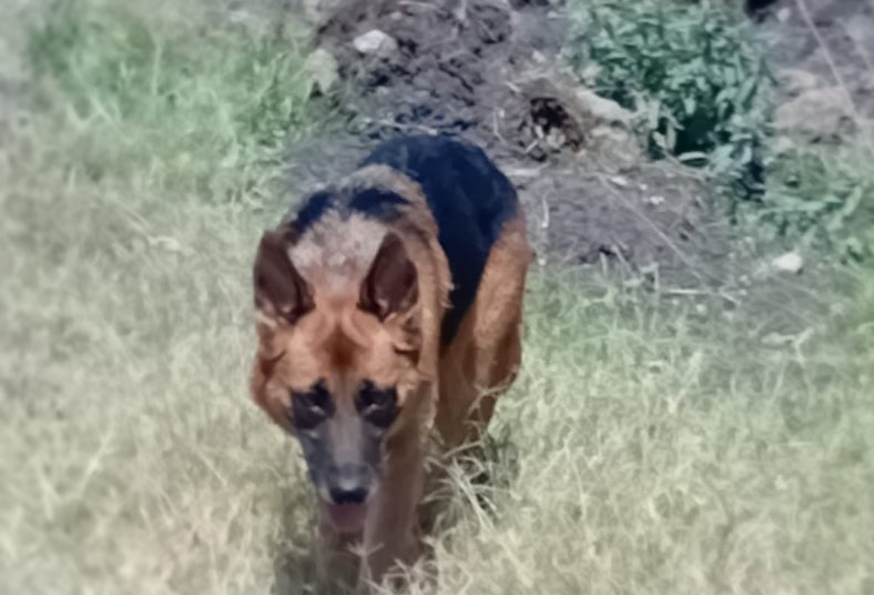 Dog Hero Image 2